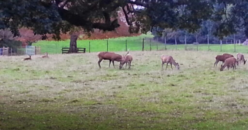 red deer in blair castle park, scotland